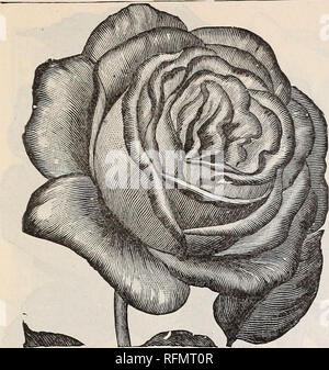 . Blumen Edelsteinen. Baumschulen (Gartenbau) Ohio Springfield Kataloge; Pflanzen, Zierpflanzen Kataloge Kataloge; Lampen; Blumen (Pflanzen) Kataloge. McGregor Brüder, Floristen, Springfield, Ohio. 15. MAURICE ROUVIER. Neue immer blühende ROSE, Klettern PERLE DES JARDINS. Einige Rosen haben als Unternehmen ein Halten in der populären gefallen und sind so sehr von den professionellen und laienhaften Rosenzüchter gleichermaßen wie die Perle des Jardins geschätzt. Es ist nicht nur hervorragend für Zwang angepasst, sondern gedeiht gut in der Luft, blühende frei in jedem Fall. Die große, voll, gut-gebildet, goldgelbe Blüten, getragen auf steife Stiele, Ma Stockfoto