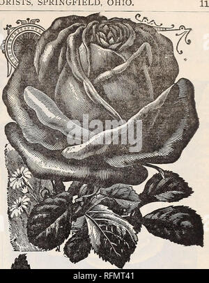 . Blumen Edelsteinen. Baumschulen (Gartenbau) Ohio Springfield Kataloge; Pflanzen, Zierpflanzen Kataloge Kataloge; Lampen; Blumen (Pflanzen) Kataloge. CHRISTINE DE NOUE. Der METEOR. Die Königin der Bettwäsche Rosen, CRIMSON BEDDER. Dies ist ohne Zweifel das Beste rote Rosen für Betten. Es kann jeder - wo, ist völlig winterhart gepflanzt werden. Die Blüten sind groß und Einer feurig-Scharlach, eine Farbe selten in Rosen gesehen; in der Tat, ein Bett von dieser Rose produziert eine Masse der roten gleich a3 von Geranien. Es ist überall eingepflanzt" wegen seiner Farbe und Freiheit von Bloom. Preis, 10 Cent f> ach; La Stockfoto