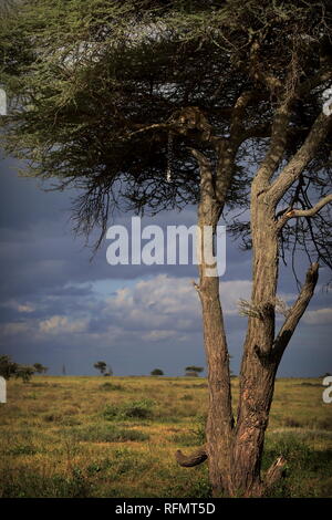 Leopard im Baum, Serengeti, Tansania Stockfoto