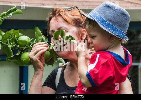Ein Porträt von eine Großmutter und ihr Enkel in einem Garten duftende grüne Zitronen auf einem Lemon Tree. Stockfoto