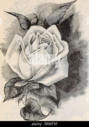 . Blumen Edelsteinen. Baumschulen (Gartenbau) Ohio Springfield Kataloge; Pflanzen, Zierpflanzen Kataloge Kataloge; Lampen; Blumen (Pflanzen) Kataloge. McGregor Brüder, Floristen, Springfield, Ohio. 5. Die schöne neue weisse Tee Rose WEISS MAM EIN COCHET, Die besten des Jahres; wie seine Eltern das Wachstum kräftig mit Reichhaltiges, gesundes Laub, die sehr feinen Blumen vom reinsten Weiß; in der Tat, es ist eine genaue Entsprechung der Beau-tiful Maman Cochet und alle, die versucht haben, es ausgesprochen wie die feinste Bettwäsche Tea Rose in Ex-istence. Wir empfehlen allen, die Wahl Rosen mindestens zu pflanzen Liebe Stockfoto