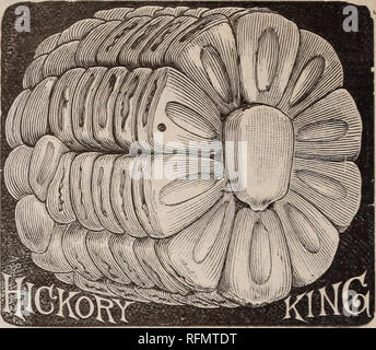 . Illustriert und beschreibenden Katalog: Samen. Baumschulen Kansas Kataloge; Gemüse Samen Kataloge; Gartengeräte und Zubehör Kataloge; Blumen Samen Kataloge; Obst Kataloge. Kaffir Mais. Weiß. Eine der wertvollsten Futterpflanzen. Auf sehr dünn und abgenutzt landet es Renditen zahlen Ernten von Getreide und Futterpflanzen, selbst in den trockenen Jahreszeiten, in denen Mais völlig auf der gleichen Länder gescheitert ist. Die ganze Halm, sowie die Blades&gt; Heilung in hervorragende Futter, und in allen Phasen des Wachstums la für Grünfutter zur Verfügung. Weiß Kaffir Mais-Pes peck •?.* &Lt;, Bu. 75&lt; Rot Kaffir Mais - Pro pec Stockfoto