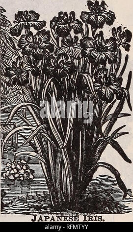 . Blumen für Frühling 1899: pflanzen Samen und Zwiebeln. Baumschulen New York (State) Kataloge; Blumen Samen Kataloge; Glühlampen (Pflanzen) Kataloge; Pflanzen, Zierpflanzen Kataloge. Lantana. Kenilworth Ivy. Kenilworth Efeu ist dies schön für Körbe, Windows, oder außerhalb. Pkt. (100 Samen) 3 cts. - S" LANTANAS. Das ist ein großer Favorit für Betten und Grenzen. Große Eisenkraut - wie die Staats- und Regierungschefs reichen Orange, Pink und Gelb. Ist sehr leicht aus Samen wachsen und beständig gegen alle Art von Behandlung und Missbrauch. Pkt. (20 Samen) 4 cts.. Bitte beachten Sie, dass diese Bilder extrahiert werden aus der gescannten Seite Bilder, gewesen sein kann Stockfoto