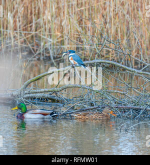 Weibliche Belted Kingfisher (Megaceryle alcyon) mit Beute. Bombay Haken National Wildlife Refuge. Delaware. USA Stockfoto