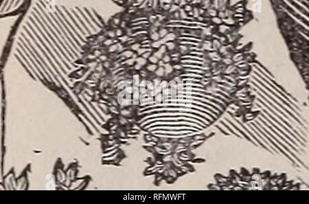 . Lampen für den Herbst 1899. Baumschulen New York (State) Kataloge; Blumen Samen Kataloge, Leuchtmittel (Pflanzen) Kataloge. PHEBE J. MARSHALL, HIBERNIA, DUTCHESS CO., N.Y.. Bitte beachten Sie, dass diese Bilder sind von der gescannten Seite Bilder, die digital für die Lesbarkeit verbessert haben mögen - Färbung und Aussehen dieser Abbildungen können nicht perfekt dem Original ähneln. extrahiert. Marshall, Phebe J; Phebe J. Marshall (Hart); Henry G. Gilbert Baumschule und Saatgut Handel Katalog Kollektion. Hibernia, New York: Phebe J. Marshall Stockfoto