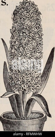 . Lampen für den Herbst 1899. Baumschulen New York (State) Kataloge; Blumen Samen Kataloge, Leuchtmittel (Pflanzen) Kataloge. Doppel gemischte Hyazinthen doppelten gelben Goethe - Schöne Farbe: Strohgelb. Alle oben genannten Arten jeweils 10 C., 3 für 25 c, 6 für 50 c, 100 für $ 6,00, per Express, Prepaid. Doppel GEMISCHTE HYAZINTHEN aus den feinsten Doppel genannten Sorten, alle Farben gemischt. Preis, 6 C. ea., 5 für 25c, 12 für 60 c, 100, Prepaid, per Express, $ 4.50.. Bitte beachten Sie, dass diese Bilder aus gescannten Seite Bilder, die digital für die Lesbarkeit verbessert haben mögen - Färbung und Aussehen dieser Illustra extrahiert werden Stockfoto