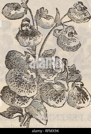 . Illustriert und Beschreibender Katalog der Garten, Feld und Blumensamen: landwirtschaftliche und gartenbauliche implementiert, Düngemittel, etc.. Baumschulen Maine Portland Kataloge; Blumen Samen Kataloge; Pflanzen, Zierpflanzen, Gemüse Samen Kataloge Kataloge; Gartengeräte und Zubehör Kataloge. CALENDULA. CALENDULA, Pro Pck. Reichblühend, robustes jährliches Wachstum in jedem guten Gartenboden, produziert eine Linie in Betten oder gemischte Grenzen. Meteor. Eine feine Doppel Vielfalt; helle gelbe Blüten mit leuchtend orange gestreift; 1 ft. Unze 25 c 5 Prinz von Oranien. Eine Verbesserung der Meteor. Der Streifen Stockfoto