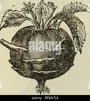 . 1899 Buell Lamberson Same Store. Baumschulen Oregon Portland Kataloge; Gemüse; Blumen Samen Samen Kataloge Kataloge; Gartengeräte und Zubehör Kataloge. KOHL RABI. KOHL RABI. Der Kohl Rabi ist ein Vegeta-ble zwischen Kohl und Rübe und Com-Denergieanlagen der Geschmack von beiden. Der genießbare Teil ist eine Rübe - geformte Lampe durch die Schwellung des Schaftes gebildet. Bei der verwendeten Tabelle diese sollten geschnitten werden, wenn recht klein, da es dann sehr zart und delikat, aber wenn erlaubt seine volle Größe wird es Zäh und klebrig zu erreichen. Frühen weißen Wien. Am besten Sehr früh, klein, schön, Stockfoto