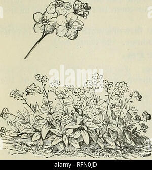 . Hardy Farnen und Blumen, Stauden, Rosen, etc.. Baumschulen (Gartenbau) Massachusetts Southwick Kataloge; Stauden Kataloge; Sträucher Kataloge; Farne Kataloge; Pflanzen, Zierpflanzen Kataloge. SOUTH WICK, Mass., USA, 13. 1 Fuß hoch, mit doppelter Crimson duftende Blüten in dichten Ähren. 15 Cent, 1,25 $ pro Dutzend. vespertina var. Fl. pi. (Doppelte weiße Campion) - 2 Füße. Eine starke buschige Pflanze aus Sibirien, mit reinen weißen duftenden doppelte Blüten, in Clustern. Eine der besten für das Schneiden. 25 Cent, 1,50 $ pro Dutzend. Grandiflora - ungefähr 1 Fuß hoch, mit großen roten Blüten. 15 Cent. Meine 0 S Stockfoto