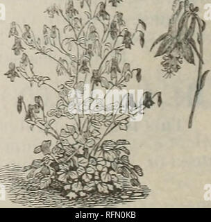 . Hardy Farnen und Blumen, Stauden, Rosen, etc.. Baumschulen (Gartenbau) Massachusetts Southwick Kataloge; Stauden Kataloge; Sträucher Kataloge; Farne Kataloge; Pflanzen, Zierpflanzen Kataloge. AXMONE NEMOKOSA. Auge. Fein. 15 Cent. Wirbelwind - ein sehr großes Doppelbett weiße Anemone. Die schöne Klumpen. 15 Cent. VQIILEGIA Canadensis - Eines unserer schönsten wilden Blumen; 8 bis 2 hish. mit vellow und roten Blüten 2,5 cm in der Länge. tftJk Verv wünschenswert für Steingärten. Viele Wunsch, dieses für die $ Reichblühend bis zum Frost. bis 20 Zoll nationale Blume. 10 Cent. 81 pro Dutzend, Chrysantha (Golde Stockfoto