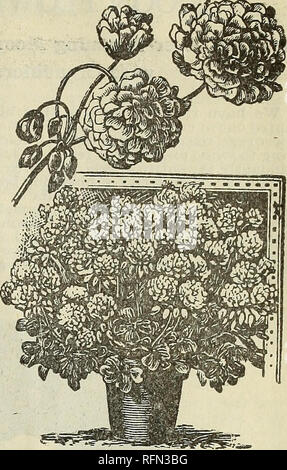 . Die John A. Doyle Unternehmen. Baumschulen Ohio Kataloge; Blumen Samen Kataloge. PLUHBAGO. Die Plumbagos sind immer zufriedenstellend Pflanzen, entweder für Pot-Kultur oder für den Garten. Sie sind konstante Bloomers und ihre zarten und anmutigen Fluss-ers sind sehr nützlich für das Schneiden. Capensis - Schöne hellblauen Blüten. Preis. 10 c Jeder. Capensis Alba-creme-weiß. Preis, 10 c Jeder. OXALIS. Ortgiesi - (Golden Star.) Diese Sorte wächst über einen Fuß in der Höhe, buschig und sehr elegant. Die obere Seite des Blattes ist olivgrün, und der Unterseite Beau-tiful violett violett. Es blüht ununterbrochen-ly, Lager nic Stockfoto