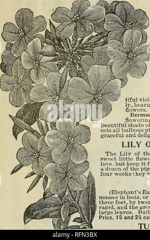 . Die John A. Doyle Unternehmen. Baumschulen Ohio Kataloge; Blumen Samen Kataloge. Die JOHN A. DOYLE UNTERNEHMEN, FLORISTEN. 31. PLUHBAGO. Die Plumbagos sind immer zufriedenstellend Pflanzen, entweder für Pot-Kultur oder für den Garten. Sie sind konstante Bloomers und ihre zarten und anmutigen Fluss-ers sind sehr nützlich für das Schneiden. Capensis - Schöne hellblauen Blüten. Preis. 10 c Jeder. Capensis Alba-creme-weiß. Preis, 10 c Jeder. OXALIS. Ortgiesi - (Golden Star.) Diese Sorte wächst über einen Fuß in der Höhe, buschig und sehr elegant. Die obere Seite des Blattes ist olivgrün, und der Unterseite Beau-tiful Violett purp Stockfoto
