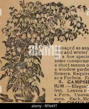 . Frühjahr 1897. Baumschulen Wisconsin Kataloge Kataloge; Obst; Blumen Samen Samen Kataloge Kataloge; Gemüse; Getreide Gräser, Gräser, Samen Samen Kataloge Kataloge. Dahlie. Verwurzelt Dahlie allgemeine Liebling, ein Wachstum von 2 bis 5 Meter hoch und mit einer Fülle von Blumen in den meisten^ perfekt und schönen Form. Sehr verdoppeln. Ever-Bloomer. - zarte weiße und farbige. Pinkerton. - eine schöne, große blühende Rosa. Herbert. - Magenta schattiert; schön. Louis Philip.-reiche velvety Crimson; groß. Perfektion. - Klare, gelbe, sehr fein. Triumphierend.-dunkel-samtige Braun. Lebendig. - Helles Rot; Sehr verdoppeln. Stockfoto