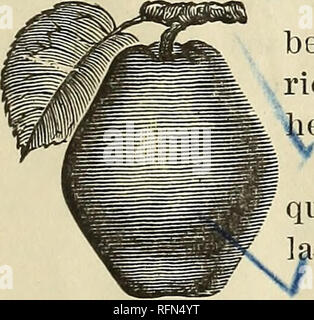 . Beschreibender Katalog der Comal Federn Baumschule: Saison 1898-1899. Baumschulen (Gartenbau), Texas, Kataloge, Blumen, Kataloge, Obstbäumen, Sämlinge, Kataloge; Obst, Kataloge; Pflanzen, Zierpflanzen, Kataloge. Wir haben den größten Bestand an Feld gewachsen Eoses in Texas. 3. V V ticsh weiß, zart, süß; eines der besten Vollreife ein leuchtendes Purpurrot, auf einer klaren der Saison. Juli. Ich gelb; Fleisch ist reich, saftig und Clapp's Favorit, Birne oder Quitte, Pro - angenehme, Linie, rote Wange, große, ausgezeichnet, Tisch. 'Y Seckel, Birne, fruchtbar, Braun, Klein, Abhängigkeit, (Neue) mittlerer Größe Stockfoto