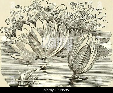 . Michell's höchste Qualität Samen. Verkaufskataloge Pennsylvania Philadelphia; Gemüse Samen Kataloge; Glühlampen (Pflanzen) Kataloge; Blumen Samen Kataloge; Gartengeräte und Zubehör Kataloge. Id keine Pflanzen haben solche universellen Anerkennung innerhalb einer so kurzen Zeitraum als Aquatica. Die Blüten sind die meisten faszinierend, interessant und schön, und niemand kann mit weniger Mühe aud Risiko des Scheiterns angebaut werden. Die robusten Sorten gepflanzt, sobald Vegetation beginnt iuthespriug werden. Wenn nicht praktisch in einem Teich oder Lily Tank zu wachsen (whichis vorzuziehen), können Sie in der Badewanne angebaut werden, se Stockfoto