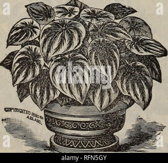 . Die Geo H. Mellen Co Innisfallen Gewächshäuser. Baumschulen (Gartenbau) Ohio Urbana Kataloge; Pflanzen, Zierpflanzen, Blumen Samen Kataloge Kataloge; Rosen Kataloge; Obst Kataloge. Lähmungen. Dieses schöne Blume, ein Liebling mit jeder, ist zu bekannten te brauchen keine Beschreibung. Die Pflanzen sind aus Samen von ausgewählten Blumen der riesigen Trimardeau, Bugnot und Cassier Stämme im Folgenden benannte Farben: Brillant fein rot, breitrandig, gestreift, golden, Violett, Schwarz, Weiß, Violett und Gold. Preis, 5 Cent, 40 Cent pro Dutzend; drei Dutzend für $ 1,00; Hundert für $ 2,00. Neue GO Stockfoto