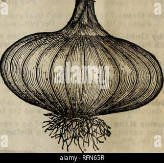 . F.B. Mills' 1897 Katalog der Schnäppchen: Samen, Zwiebeln, Pflanzen und Pflanzkartoffeln. Baumschulen (Gartenbau) New York (State) Kataloge; Gemüse; Blumen Samen Samen Kataloge Kataloge. Mühlen zuverlässige Zwiebel 5 EED, 1897. Neue Kunden t^SZ. Zuverlässige Zwiebel Saatgut ist nur aus sorgfältig von Hand sortiert und ausgewählte Lampen gezüchtet werden, ist immer von hoher Qualität und Keimen von ungewöhnlicher Kraft des Wachstums. Meine Zwiebeln Samen hat einen guten Ruf in fast jedem Prominenten Zwiebel wachsenden Stadtteil in Amerika, unsur - von keinem anderen Haus im Handel weitergegeben. Ich bin stolz, in den Aufzeichnungen zu meinem feinen Belastungen von Zwiebeln. Gute Zwiebel se Stockfoto