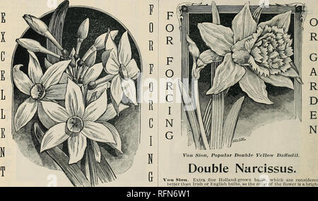 . Michell's höchste Qualität Glühlampen für Herbst einpflanzen. Verkaufskataloge Pennsylvania Philadelphia; Glühlampen (Pflanzen) Kataloge; Blumen Samen Kataloge; Gartengeräte und Zubehör Kataloge. . Narzisse. . Eine schöne Klasse von früh - blühende Blumen, immer beliebter jeder Saison, sowohl für den Einsatz im Freien blühen und für die Verwendung als Schnittblumen im Haus. Die Doppel- und Einzelzimmer sind perfekt sortiert Hardy, und müssen nicht gestört werden immer häufiger als einmal in drei oder vier Jahren, und Noi dann, wenn Sie nicht zu viel von Offsets voll geworden sind. Pflanze im Herbst in gutem Gartenboden, ungefähr drei oder vier in Stockfoto