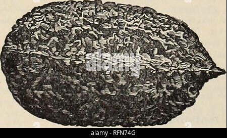 . Beschreibender Katalog der dekorative Bäume, Sträucher, Kletterpflanzen, Evergreens, winterharte Pflanzen und Früchte. Baumschulen (Gartenbau), Pennsylvania, Kataloge, Bäume, Sämlinge, Kataloge, Ziersträucher, Kataloge, Blumen, Kataloge; Obst, Kataloge. Fraxinus excelsior Pendula. weinen Asche. (6 bis 10 ft.), wenn es sich um hoch veredelten stammt dies bildet eine Ausbreitung, Regenschirm - wie Kopf. 6 bis 10 ft. Trans 1 $ 00 je 7 $ 50 pro 10" Var. pendula Aurea. (6 toioft.) Von der gleichen Charakter wie das letzte, aber mit goldenen Barke. 6 bis 8 ft. Trans 1 $ 00 je 7 $ 50 pro 10 "var. Harke. Willow leaved Asche. (25 t Stockfoto