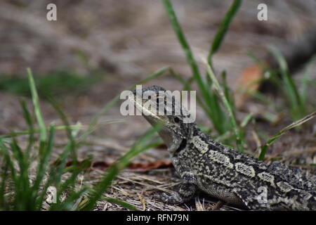 Profil von Bartagamen. Stockfoto