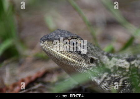 Profil von Bartagamen. Stockfoto