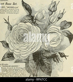 . Blumen Edelsteine: 1897. Blumen Samen Kataloge; Glühlampen (Pflanzen) Kataloge; Rosen Kataloge; Pflanzen, Zierpflanzen Kataloge; kommerzielle Kataloge Ohio Springfield. jFine Crimson XLai TRose Jj^ Â £ | pU (30 tttlCV GRAND roter Tee, feinen crimson Schatten und silken tex-ly (zum Unterschied von Samtigen Textur). Die Knospe ist fein y Sinus und zierliche Form, und Sie würden nie von/l Es, dass die Rose nur halb-doppelt verdächtig. Extrem frei, sowohl im Wachstum und Blüte. Sehr lang und wunderschön - Stiele Leaved können geschnitten werden, das Laub ist sehr dunkel und schwer. Eines der Besten und eine perfekte bedder. Preis, 10 Cent Stockfoto