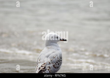 Profil von Red Billed Möwe, gegen ocean Hintergrund eingerahmt. Stockfoto