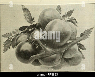 . Samen Landreths": Amerikanische - gewachsen. Gemüse Samen Kataloge; Blumen; Gräser, Samen Samen Kataloge Kataloge; kommerzielle Kataloge Pennsylvania Philadelphia. Scarlet Kreuz Tomate. Querschnitt des Two-Celled Kreuz Tomate. Verschönern Sie Ihren Garten. Auch wenn Sie nicht wachsen Keine ornamentalen Blumen lassen Sie veranlassen einige PHUOX DRUMMONDII, auf Seite 10 beschrieben. Portulak. auf Seite 10 beschrieben. SWEET PEA, wie auf Seite 8 beschrieben. Wir setzen diese Samen in kleinen Paketen, die wir in 5 c. jedes Retail für Zuckererbsen und 10 C. jeweils für Nasturtiums und Portulak, aber wir bieten Ihnen mehr billig in einem Dollar Stockfoto