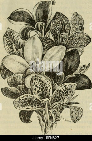. Illustrierte Beschreibender Katalog der Samen, etc.. Baumschulen (Gartenbau) Kataloge; Gemüse Samen Kataloge; Gräser, Blumen Samen Samen Kataloge Kataloge; Frucht Samen Kataloge; Bäume Kataloge; landwirtschaftliche Arbeitsgeräte Kataloge; kommerzielle Kataloge Massachusetts Boston. SCHLEGEL & Amp; FOTTLEWS SAMEN KATALOG. 45 CANDYTUFT. Einer der besten und beliebtesten Pflanzen für Betten oder massing; Erweiterungen ausschließlich für Blüten verwendet. Robustes Jährliches. Ich ft. Feinste gemischt.'.../.., 20 Carmine" .25 Dark Crimson. (Dunnett's)" .25 Dobbies Spirale. (Riesige Weiße). Sehr große Spitzen von weißen Blumen; Stockfoto