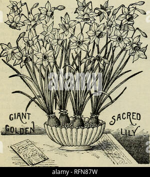 . Herbst 1897. Blumen Samen Kataloge, Leuchtmittel (Pflanzen