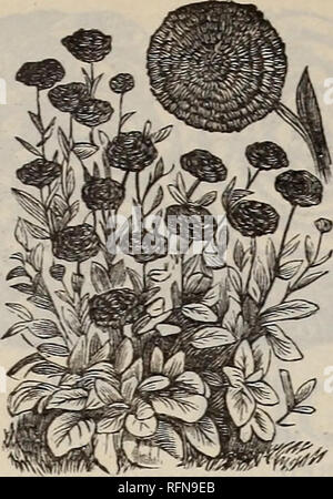 . Illustriert und Beschreibender Katalog der Garten, Feld und Blumensamen: landwirtschaftliche und gartenbauliche implementiert, Düngemittel, etc.. Blumen Samen Kataloge; Pflanzen, Zierpflanzen, Gemüse Samen Kataloge Kataloge; Gartengeräte und Zubehör Kataloge; kommerzielle Kataloge Maine Portland. 6 KENDALL UND WHITNEY. CALENDULA. Pro Pck. CALENDULA. Reichblühend, robustes jährliches Wachstum in jedem guten Gartenboden, produzieren einen feinen Effekt in Betten oder gemischte Grenzen. METEOR. Eine feine Doppel Vielfalt; helle gelbe Blüten mit leuchtend orange gestreift; 1 ft. 5 Prinz von Oranien. Eine Verbesserung der Meteo Stockfoto