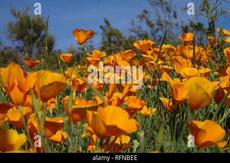 In der Wüste außerhalb von Phoenix Wildblumen blühen für einen Monat im Frühjahr dann brennen aus der Wüste Hitze des nahenden Sommer Hitze. Stockfoto