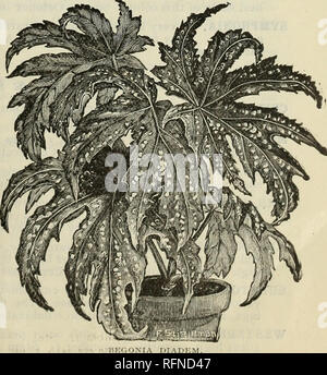 . Großhandel Katalog Frühjahr von Palmen, Farne, Orchideen, blühende Pflanzen, Pflanzen, Stauden: Samen und Zwiebeln. Baumschulen (Gartenbau) New Jersey Kataloge; Pflanzen, Zierpflanzen Kataloge; Glühlampen (Pflanzen) Kataloge; Blumen Samen Kataloge. Großhandel Katalog Sprtng. 7 Plowering Greenhou Pflanzen. ABUTILON. Belsham. Eine schöne Abwechslung, mit Ahorn - wie Laub und Rot, glockenförmigen Blüten, Geädert mit kastanienbraunen; starke Anbauer. Boule de Neige. Weiß. George's Hybrid. Orange Gelb, Geäderte ma-Winkler. Golden Fleece. Blumen gelb, von immenser • Größe, in großer Fülle das ganze Jahr produziert. Souveni Stockfoto