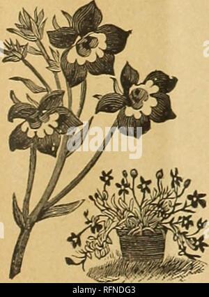 . Nebraska's Seed Co. jährlichen Katalog: Zuverlässige Garten und Bauernhof Samen. Baumschulen Nebraska Omaha Kataloge; Blumen; Gemüse Samen Samen Kataloge Kataloge. 43. Clarkia - gemischt, die besten und feinsten Sorten 5c CLINTONIA. Charmantes kleines trailing Pflanzen für Körbe, Töpfe oder rock Arbeiten geeignet. Die Blumen sind so etwas wie die Lobelia, Blau, Violett und beschmutzt, etwa eine halbe Zoll im Durchmesser. Der Samen ist nicht überschreiten zunehmend kleiner werden, und sollte mit grosser Sorgfalt gesät werden, sehr leicht mit Erde bedeckt, und im Schatten von den Strahlen der Sonne bis fest etabliert. Ausschreibung jährlich; 6 Zoll hoch.. 44. Clint Stockfoto