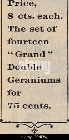 . Katalog der floralen Schönheiten: Frühjahr 1897. Baumschulen Ohio Springfield Kataloge; Blumen; Rosen Kataloge Kataloge; Pflanzen, Zierpflanzen Kataloge. 4 Die GEEAT WESTERN PFLANZE CO., Springfield, Ohio. Unsere "Grand" Sammlung von Doppel Geranien. Die Sorten der doppelten Geranien in dieser großartigen Sammlung angeboten werden Überlegen in den Anbau. Bei der Bestellung sagen "Grand" Sammlung von Geranien.. Bitte beachten Sie, dass diese Bilder extrahiert werden aus der gescannten Seite Bilder, die digital für die Lesbarkeit verbessert haben mögen - Färbung und Aussehen dieser Abbildungen können keine Stockfoto