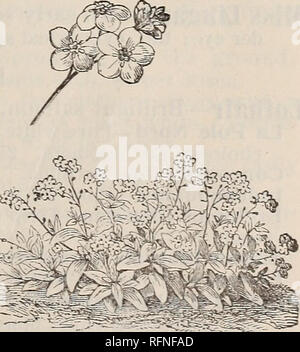 . Hardy Farnen und Blumen, Stauden, Rosen, etc.. Baumschulen Massachusetts Southwick Kataloge; Stauden Kataloge; Sträucher Kataloge; Farne Kataloge; Pflanzen, Zierpflanzen Kataloge. scariosa (Schaltfläche Snake-root) - 2 bis 5 Fuß hoch, mit großen Köpfen der rose lila Blüten im Spätsommer. Reichen Boden. 15 Cent, 81 pro Dutzend, spicata (Blazing Star Pfennigabsatz) - Blumen rose lila in einem langen Spike. Blumen mit dem Letzten. 15 Cent, 1 $ pro Dutzend. LOBELIA CardlnaliS (Kardinal Blume) - Einer der auffälligsten unserer wilden Fluss-ers, 2 bis 4 Meter hoch, mit großen tiefroten Blüten entlang der oberen Teil des Sta Stockfoto
