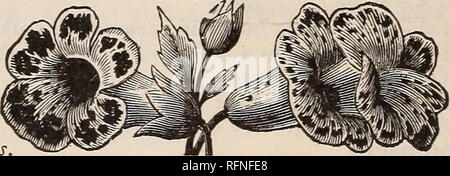 . Jährliche beschreibenden Katalog: Samen & Amp; c. Baumschulen Massachusetts Kataloge; Blumen Samen Samen Kataloge Kataloge; Gemüse; Gartengeräte und Zubehör Kataloge. JOSEPH BRECK &Amp; Söhne (Corporation). NAME. Beschreibung. H, G, t Preis Dur. | FeeH 5" Preis pro Pck.. Portulak. Sammlung von sechs Einzel-blühenden Sorten 25 Grandiflora, fl. pi., von großen doppelte Blüten der Schönsten und bril-liant Farben ausgewählt, produziert einen großen Teil der doppelte Blüten von unübertroffener Schönheit; gemischte Farben Sammlung von sechs Doppel-blühenden Sorten 35 POTENTILLA. Stattliche pla Stockfoto