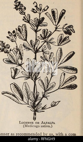 . Jährliche beschreibenden Katalog: Samen & Amp; c. Baumschulen Massachusetts Kataloge; Blumen Samen Samen Kataloge Kataloge; Gemüse; Gartengeräte und Zubehör Kataloge. Weißklee. "Trifolium repens,. Luzern oder Luzerne (Medicago sativa) BRECK SPEZIELLE MISCHUNGEN FÜR WEIDEN. Tabelle mit den richtigen Mengen auf ein Hektar leichte, mittlere oder schwere Böden zu säen, für Perinanent Weide. Timothy Red Top Knaulgras. Harte Schwingel Wiesenschwingel Rohrschwingel Blue Grass. Grobe angepirscht Wiese Weidelgras Gras. Wiese Fuchsschwanz. Crested Dogstail Wald Wiese. Gelbe Hafer Gras S Stockfoto