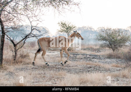 Nilgai Antilopen in Ranthambore Nationalpark in Rajasthan, Indien Stockfoto