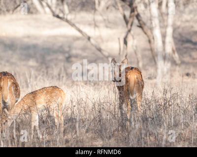 Chital Rotwild in Ranthambore Nationalpark in Rajasthan, Indien Stockfoto