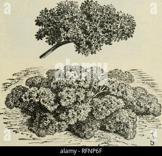 . Futterpflanzen und Gräser: Gemüse- und Blumensamen und Pflanzkartoffeln. Gemüse Samen Kataloge; Futterpflanzen Samen Samen Kataloge Kataloge; Obst; kommerzielle Kataloge New York (State). Meister von England. Petersilie Samen ist langsam zu keimen; über Nacht einweichen in See - warmes Wasser. Bohrer 12 Zoll auseinander, dünne bis 4 Zoll. Doppel Moos gelockt. Ein fein gewürzt, hübsche Sorte; pkt., 3 cts.; Oz, 10 cts. Pfeffer.. Stier in die Nase. Im Fenster Start-Box oder hot-Bett, und Auspflanzen, wenn Boden warm ist, etwa zwei Meter neben jeder Art und Weise. Große Glocke oder Stier in die Nase. Sehr groß und milden Geschmack; pkt., 3 cts.; Oz, 10 e Stockfoto