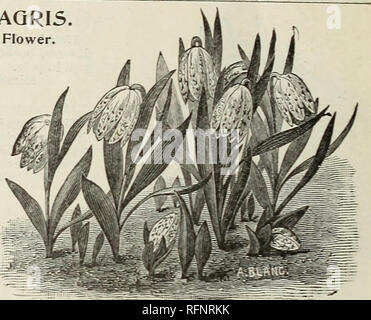 . Herbst jährlichen Katalog der Knollen, Wurzeln und Samen für den Herbst einpflanzen. Gemüse Samen Samen Kataloge Kataloge; Blumen; Gartengeräte und Zubehör Kataloge; Gräser, Samen Kataloge; kommerzielle Kataloge New York (State) New York; Gemüse; Blumen; Gartenbau; Gräser; kommerzielle Kataloge. CYCLAMEN CYCLAHEN. Eine wertvolle Gewächshaus Pflanze, die reiche Blüten von der lar sind &Lt;iely durch Blumenstrauß verwendet Vielfalt zu geben, wenn die Körbe und Blumensträuße. Die Orchidee - wie bloouis creat Schönheit und Duft besitzen. Cjclamoii Persicum. In Farben, 10 C. Jede: $ 1,00 pro dtz. r y c1 a111 e n Stockfoto