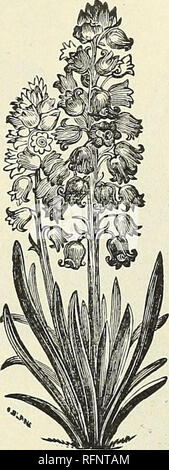 . Herbst jährlichen Katalog der Knollen, Wurzeln und Samen für den Herbst einpflanzen. Gemüse Samen Samen Kataloge Kataloge; Blumen; Gartengeräte und Zubehör Kataloge; Gräser, Samen Kataloge; kommerzielle Kataloge New York (State) New York; Gemüse; Blumen; Gartenbau; Gräser; kommerzielle Kataloge. Frühen weissen römischen Hyazinthen. Diese sind jetzt weitgehend für das Forcen in private und Betriebe florisls', und sind sehr wünschenswert. Ihre bemerkenswert einfach Kultur, frühzeitigkeit, herrlichen Duft und die reine weiße Farbe sind Punkte, die sie sowohl für den Profi- und Amateursport empfehlen. Die f Stockfoto