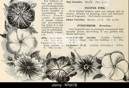 . Die jährlichen Katalog der Samen und Zwiebeln. Gemüse, Blumen Samen Samen Kataloge Kataloge Kataloge; Obst; Gartengeräte und Zubehör Kataloge; kommerzielle Kataloge New York (State) Büffel. 42 O. W. CLARK &Amp; Sohn, Buffalo, NEW YORK PASSIFLORA. (Passionsblume). Ein Gewächshaus Kletterer. Ein sehr hübscher und neugierig. Pkt. 15 cts. PENTSTEMON. In der Form der Blumen etwas ähneln den gloxinia und sind schattiert und in Weiß, Blau, Purpur und Scharlach meliert. Die Hälfte winterharte Stauden. Gut gemischt. Pkt. 10 cts. PERILLA. Als Beetpflanze, in bestimmten Situationen, die perilla stellt eine unvergleichliche Stockfoto