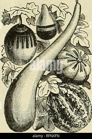 . Die jährlichen Katalog der Samen und Zwiebeln. Gemüse, Blumen Samen Samen Kataloge Kataloge Kataloge; Obst; Gartengeräte und Zubehör Kataloge; kommerzielle Kataloge New York (State) Büffel. Katalog von Gemüse, Blumen und Samen. 37 Kürbisse, Zierpflanzen. (Cucurbita) Sehr dekorative Kletterer, mit Obst der Singular Beschreibung, sowohl als zu gestalten und Markierungen; des raschen Wachstums und luxu - Riant Laub. Sehr desir - für Gitter arbeiten, etc. in der Lage, immer interessant. Ausschreibung jährliche. Orange. (Mock Orange.) Pkt. 5 cts. Bottle-Shaped. Pkt. 5 cts. Herkules' Club. Pkt. 5 cts. Dish-Clo Stockfoto
