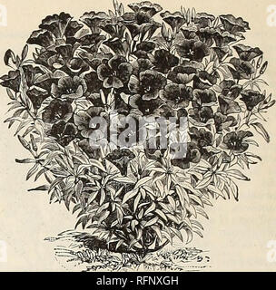 . Die jährlichen Katalog der Samen und Zwiebeln. Gemüse, Blumen Samen Samen Kataloge Kataloge Kataloge; Obst; Gartengeräte und Zubehör Kataloge; kommerzielle Kataloge New York (State) Büffel. Epilobium oder NACHTKERZE. GODETIA, LADY ALBERMARLE. FUCHSIA. Ein bekannter und viel bewunderten Pflanze, gleichermaßen geeignet für die Stube und Wintergarten. Winterharte Stauden. Gut gemischt. Pkt. 25 cts. GAILLARDIA. Sehr auffällige Pflanzen, mit Blumen bemerkenswerte jfor ihre Fülle, Größe und Leuchtkraft der Farbe, Blüte - den ganzen Sommer und Herbst ing. Gedeihen in jeder guten Erde. Hälfte - robustes jährliches. Grandiflora. Cr Stockfoto