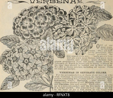 . Schöne Blumen aus der Calla Gewächshäuser. Baumschulen (Gartenbau) Ohio Kataloge; Blumen; Pflanzen Kataloge Kataloge; Templin-Bradley Seed Company; Baumschulen (Gartenbau); Blumen; Pflanzen. C-i L. TEMPLIN &Amp; Söhne, CALL A, OHIO. iNE heraus - die meisten Bevölkerung lar Betten sein. Sie sind halb winterharte Staude 1*, Thai bioom ausgiebig die erste Saison von seec. "Lants aus Samen gezogen sind viel mehr thrhty. schneller wachsen und mehr Blumen als Pflanzen aus alten Lagerbeständen propagiert. Samen gesät im Februar oder März in den Feldern bereit o Blüte durch die Zeit sein, die in der Ma-Betten liegen soll. Stockfoto
