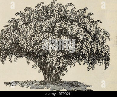 . Illustrierte Beschreibender Katalog der Obst- und Zierbäume Weinreben, kleine Früchte, Sträucher, Pflanzen etc. angebaut und zum Verkauf von J. G. Zimmermann &Amp; Co.Baumschulen (Gartenbau) Nebraska Fairbury Kataloge; Obstbäume Sämlinge Sämlinge Kataloge Kataloge; Bäume, Pflanzen, Zierpflanzen Kataloge. 60 illustriert und beschreibenden Katalog LIGUSTER (häufig). {Ligistrum vulgare). Hat zarte Blattwerk, schönen, weißen Blumen und Sträuße von schwarzen Beeren; in wärmeren Klimazonen Es ist ein immergrüner; die Blätter hängen sehr spät. Ein Val - Windows-meldung hedge Anlage. Kalifornien [Ovali/olium]. Eine wünschenswerte Strauch, n Stockfoto