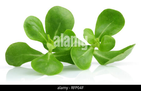 Frischer Portulak auf weißem Hintergrund Stockfoto