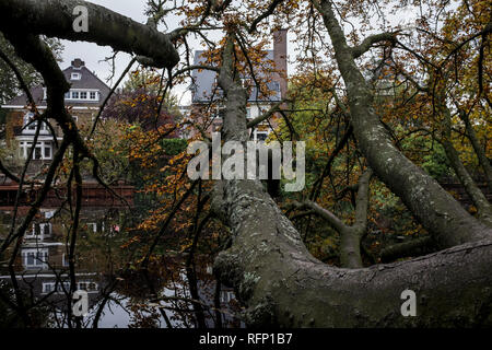 Amsterdam, Niederlande, 30. Oktober 2016: Bäume wachsen auf den Kanal am Vondelpark Stockfoto